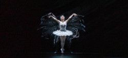 Het Zwanenmeer - The Royal Ballet